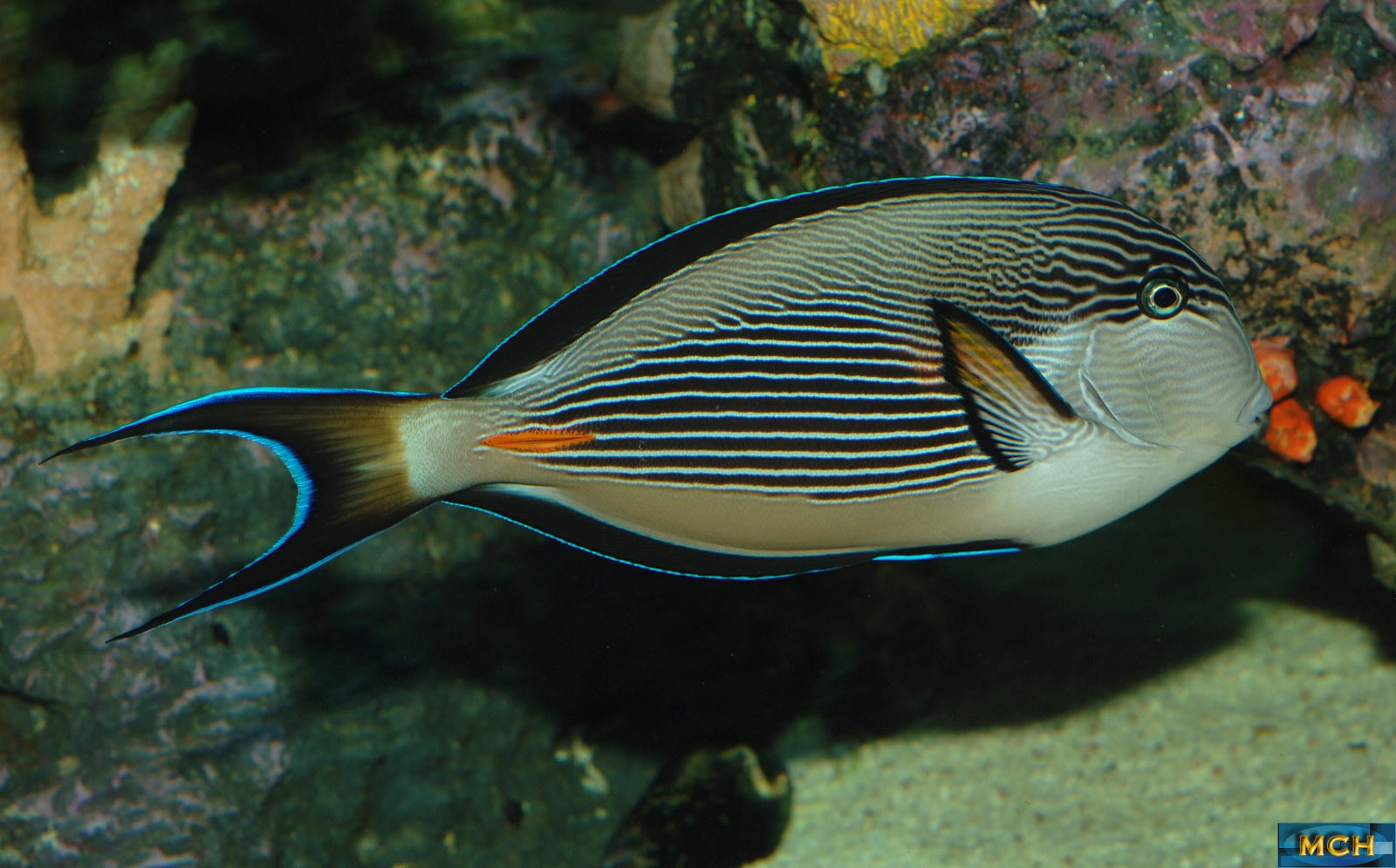 Совсем рыбы. Морская рыба хирург золотоспинный. Морская рыбка сохал. Acanthurus lineatus. Хирург белощекий золотоплавничный, l/ Acanthurus nigricans(Acanthurus glaucopareius).